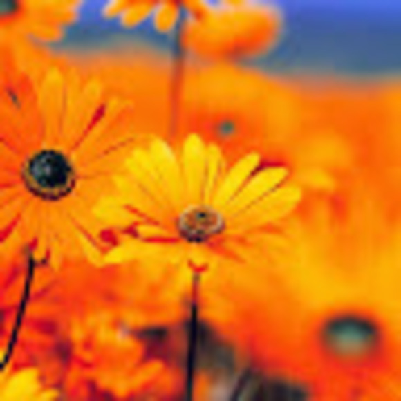 Meet your Posher, L - Picture 1 of 1